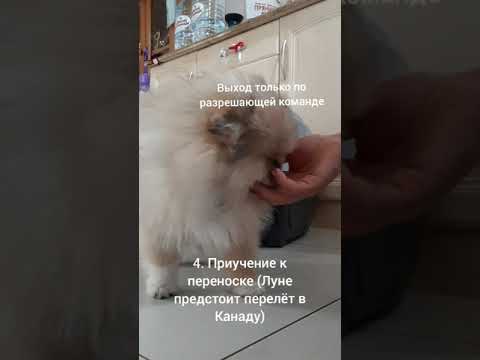 Видео: Воспитание щенка шпица с нуля