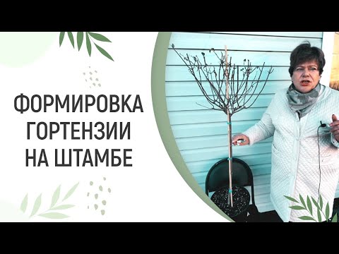 Видео: КАК СФОРМИРОВАТЬ ГОРТЕНЗИЮ НА ШТАМБЕ?