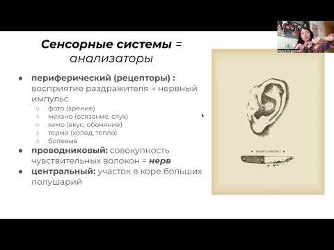 Видео: СТРОЕНИЕ УХА - Бесплатное пробное занятие курса к ЦЭ/ЦТ и устному экзамену