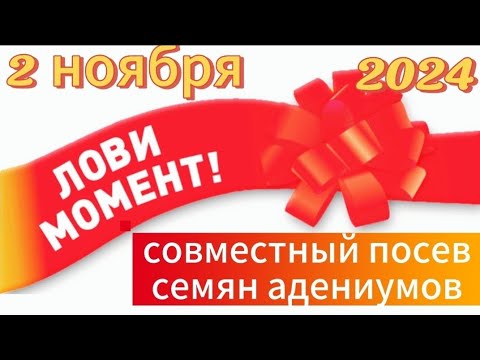 Видео: Совместный посевной марафон с каналами Растения на моём балконе💐 и SVETLANA-Солнцецвет Адениум💐 .