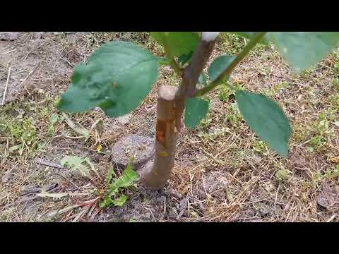 Видео: Развитие присадки 2023 1-ва част, избор на основен леторасъл