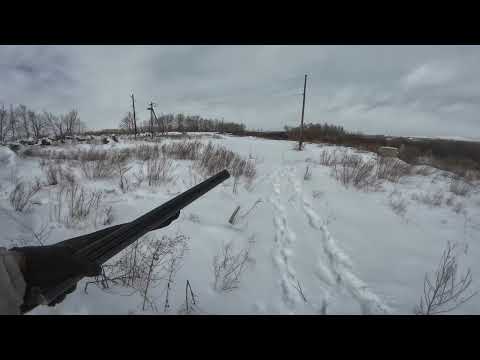 Видео: Охота на зайца с собаками.19.01.2025 Часть 3.