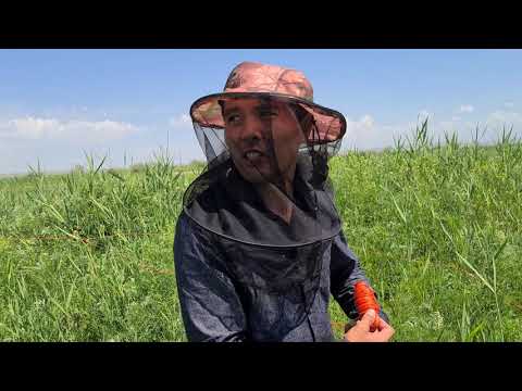 Видео: Қазақ жеріндегі тұңғыш ротациялық жайылым.