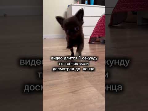 Видео: Самая маленькая собачка в мире #собака#dog#cat#stream#стрим#дота2#хочуврек #а4 #tiktok#любовь ￼