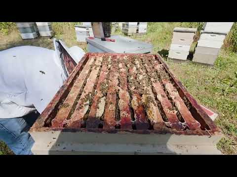 Видео: Какие семьи и сколько принесли меда