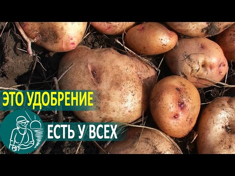 Видео: 🥔 Посадка картофеля с мусором под окучивание 🌿 Выращивание по технологии Гордеевых