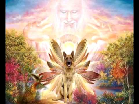 Видео: Посвящение служебным собакам