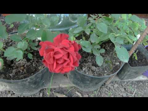 Видео: Как я подготавливаю черенки к зиме.