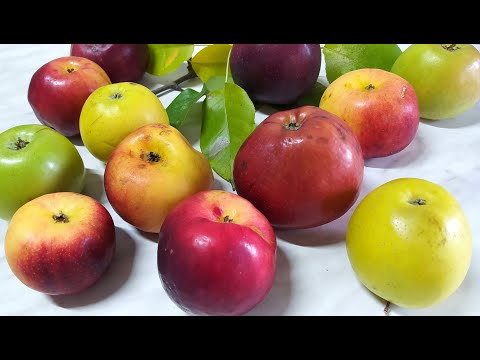 Видео: Сделаем домашний яблочный уксус с секретом. Из осенних яблок.