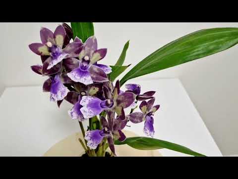 Видео: Зигопеталум Blue Angel.  Цветение, уход. Сентябрь 2024. #zygopetalum #orchid