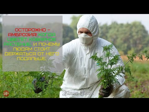 Видео: Осторожно – амброзия! Когда цветёт коварное растение.