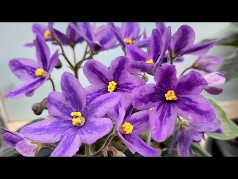 Видео: Ставим химеру на пасынки и укореняем макушку от нее.