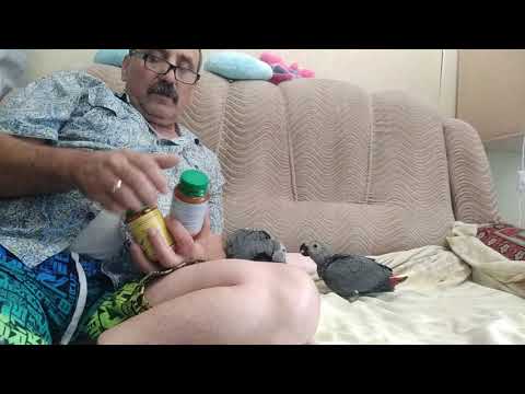 Видео: Содержание попугаев Жако