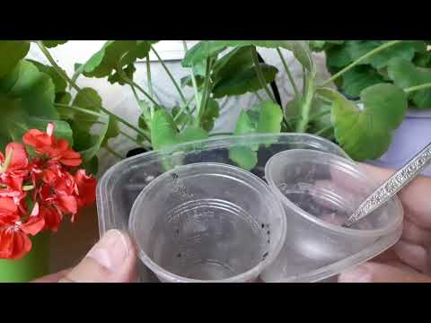 Видео: Чтобы тормозить рост пеларгонии и заставить цвести,всегда делаю это удобрение.