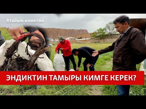 Видео: Эндиктин тамыры кимге керек?