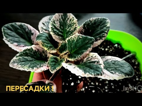 Видео: ПРАВИЛЬНАЯ ПЕРЕСАДКА ФИАЛКИ ! ПЕРЕУКОРЕНЕНИЕ !