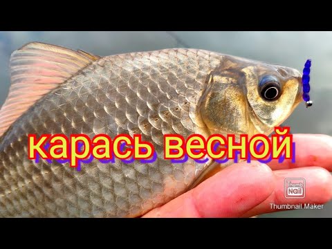 Видео: Мормышинг.Весна.Карась на мормышку.