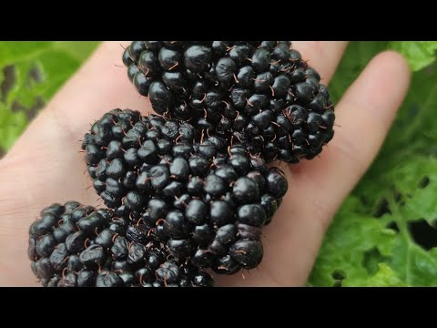 Видео: ежевика рем отвечаю на вопрос