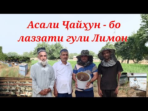 Видео: Асали Ҷайҳун аз гули Лимон табиӣ ва ширин