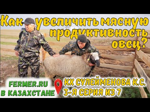 Видео: Первое поколение, матки Эдильбая с баранами: Шароле, Дорпер, Мериноландшаф, Цвартблес, Иль-де-Франс.