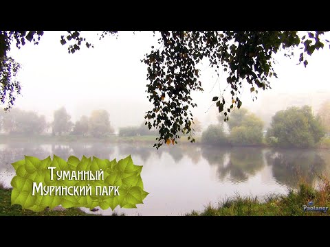 Видео: Туманный Муринский парк (2022)