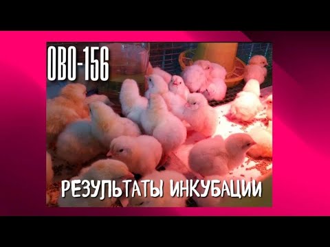 Видео: ИТОГИ ПЕРВОЙ ИНКУБАЦИИ В OVO -156 😃 НЕ НУЖНО НЕРВНИЧАТЬ❗