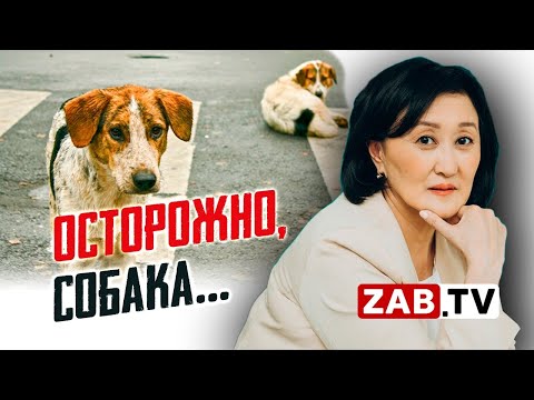 Видео: Новый закон о бродячих животных. Да или нет?