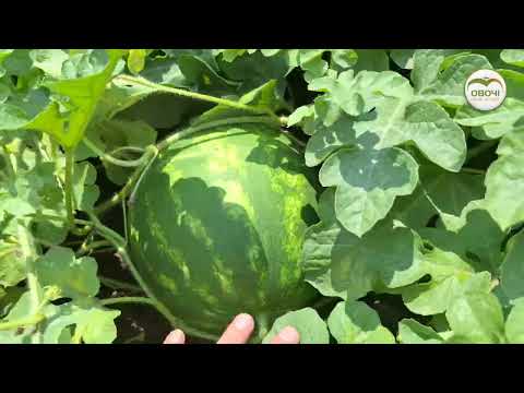 Видео: Кавуни у фазі наливу: відповіді експерта на поширені запитання | Овочі.Смак успіху
