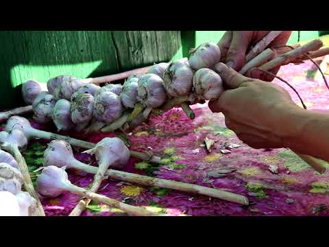 Видео: Как плести КОСИЧКУ из ЧЕСНОКА.