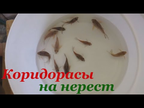 Видео: Посадка на нерест коридорасов Штерба и Венесуэла Оранж