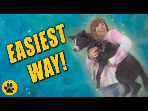 Видео: Научите собаку прыгать на руки — САМЫЙ ПРОСТОЙ СПОСОБ!