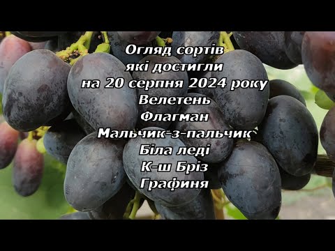 Видео: Огляд сортів які достигли на 20 серпня 2024 р. частина-2