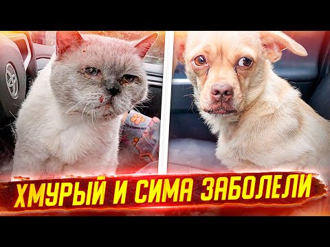 Видео: Хмурый и Сима заболели, везем в клинику. Шотландцев выпустили на улицу. Домашний влог.