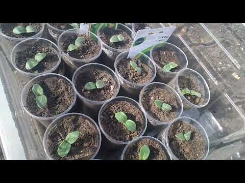 Видео: Отличный способ!Шикарная корневая система в опилках!