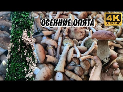 Видео: Грибник попал на плодовитые места. Сбор грибов в Подмосковье. Август. Опята 2024