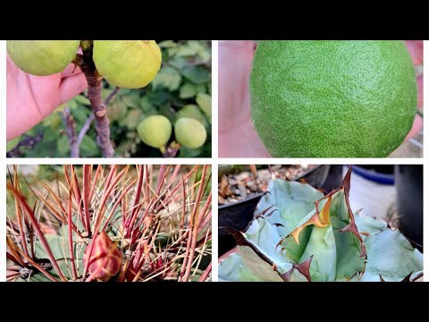 Видео: Разнообразие растений в моей коллекции)