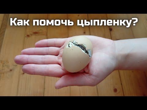 Видео: 🐥 Как помочь маленькому цыпленку. Не пропустите нужный момент!