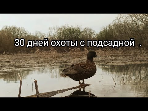 Видео: Охота с подсадными 2024. Новая серия. Селезни чуть не сели в лодку. Чирки ломились в скрадок.