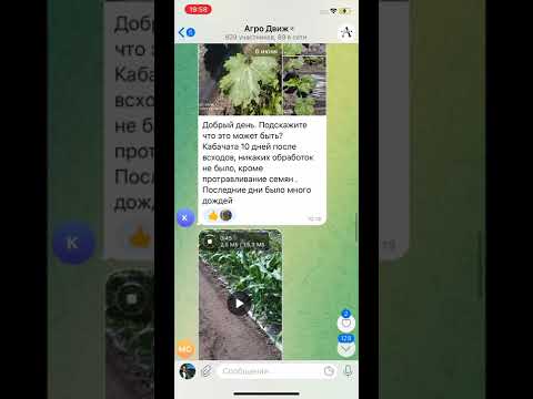 Видео: Зачем удалять пасынки на кукурузе
