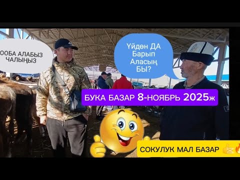 Видео: Чоң Чоң БУКАЛАР ТАРТЫЛГАН ТАСМА СОКУЛУК МАЛ БАЗАР 8-НОЯБРЬ 2025ж 