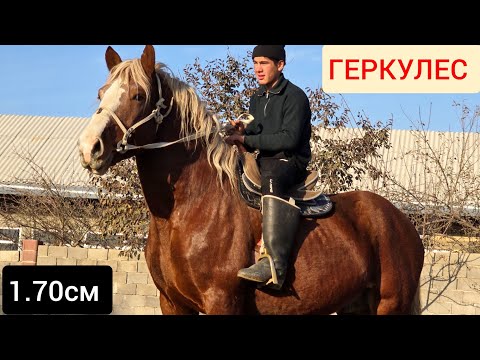 Видео: ГЕРКУЛЕС   1.70 см  Ноокат Центрден Сатууга Чыкты 