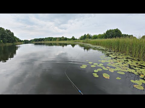 Видео: РЫБАЛКА, КОТОРУЮ ЖДАЛИ, НА ПОППЕР И БЛЕСНУ! Ловля щуки и окуня на лесном озере.