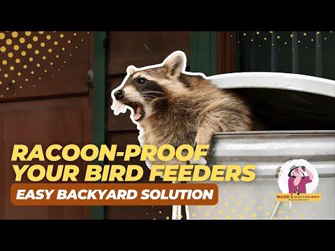 Видео: Как не допустить енотов в кормушки для птиц (не причиняя им вреда!)