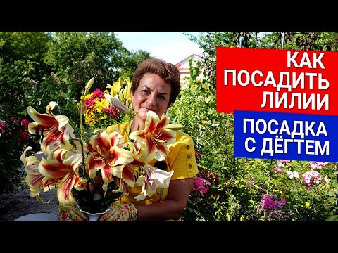 Видео: Как посадить лилии - посадка с дёгтем