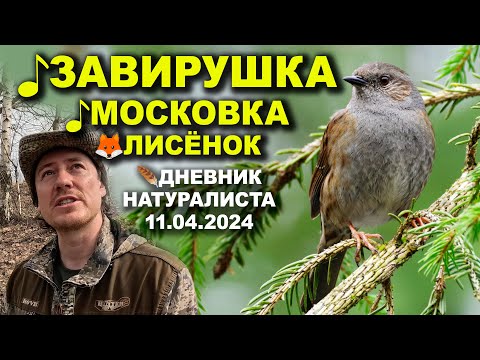 Видео: Лесная завирушка. Дневник натуралиста. 1-я декада апреля 2024 г.