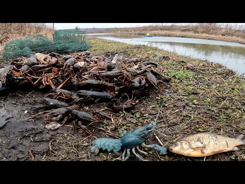 Видео: Голубые раки и золотые караси , давно таких ловили?) разведение раков в домашних условиях...