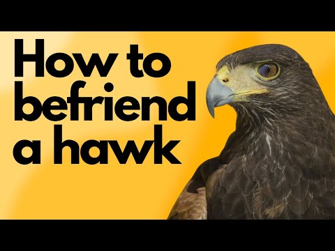 Видео: Как подружиться с ястребом — Различные способы выращивания и процесс комплектования | Советы по с...