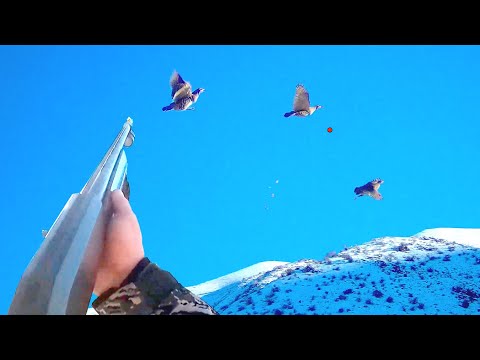 Видео: БЕШ КЕКИЛИК, 1 саатта атылды / ТАЛАС / АТА АРМС ВЕНЗА