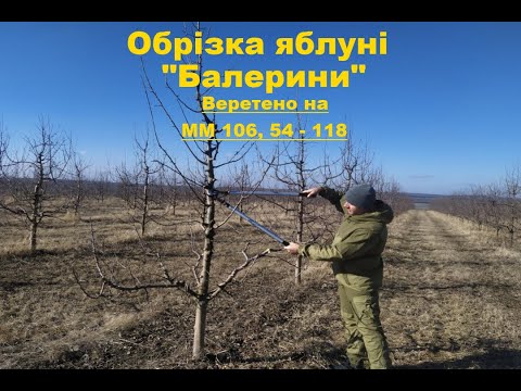 Видео: Обрізка яблуні зимою. Веретено з скелетним ярусом гілок "Балерина". Обрізка яблуні весною.