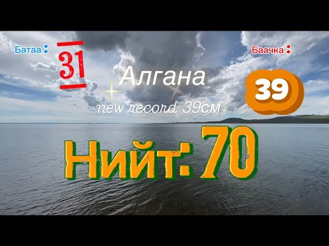 Видео: Өгий нуур: Халз таталцав, 70 baby